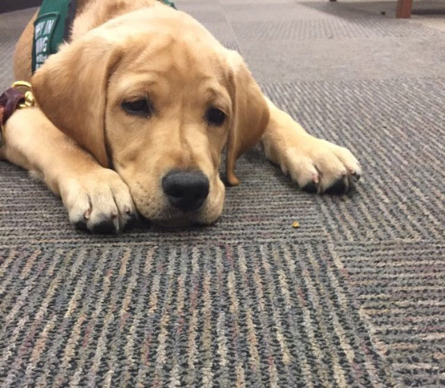 Guide dog puppy, Jordy, lays on the floor at school.
