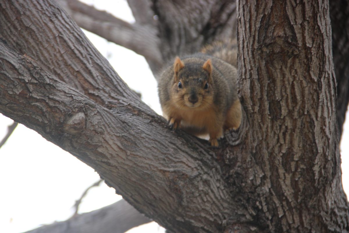 A squirrel in a tree at Sugarhouse Park. 